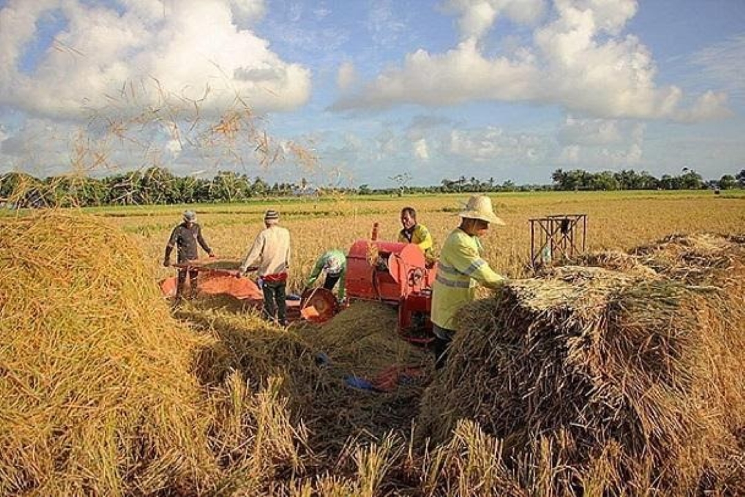 PRODUKTONG AGRIKULTURAL SA LALAWIGAN NG CAMARINES NORTE, NANANATILI PA RING STABLE ANG PRODUKSYON SA KABILA NG BANTA NG COVID-19